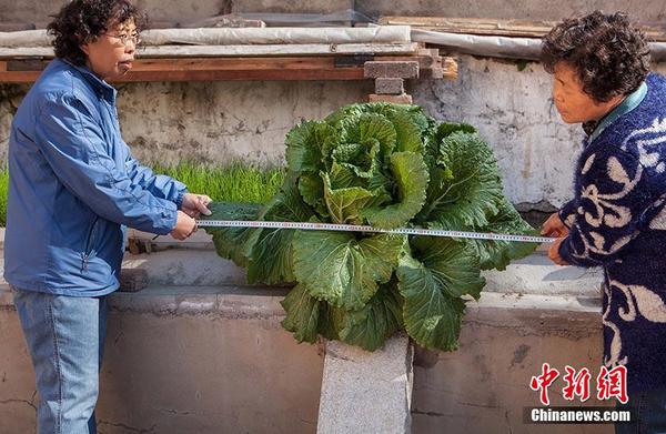 巨无霸白菜