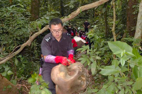 云南野生象遭砍头取象牙-盗猎者手段极其残忍3