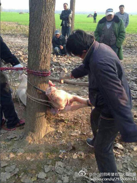 12日下午，记者采访了市农委畜牧兽医处，一位工作人员表示，家养母猪咬死人的事件极为少见，出现这种极端情况，多为母猪待产、带子或发情时期，和母猪自身的生理原因有较为密切的联系。工作人员建议，如家养母猪处于上述时期，喂养人需有所防备，不要让母猪感到威胁