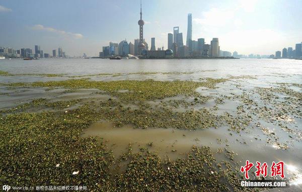 2014年11月19日，上海黄浦江退潮，外滩景观水域近苏州河段被大量水葫芦几乎占据，有的甚至冲进了防汛墙边的拦截网。