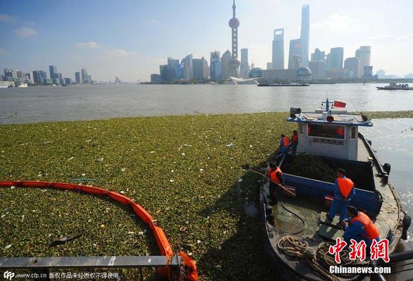 2014年11月19日，上海黄浦江退潮，外滩景观水域近苏州河段被大量水葫芦几乎占据2