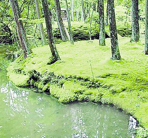 西湖边试验苔藓铺地-这里或将出现国内首个苔藓公园2