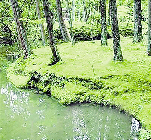 西湖边试验苔藓铺地-这里或将出现国内首个苔藓公园2