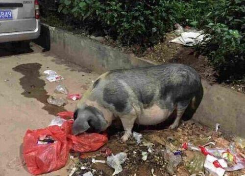 训练基地“悠闲”散步的大黑猪