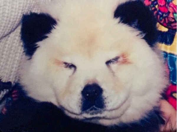 意大利马戏团将两只松狮犬涂成黑白两色扮熊猫骗钱2