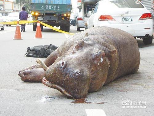 被摔的河马