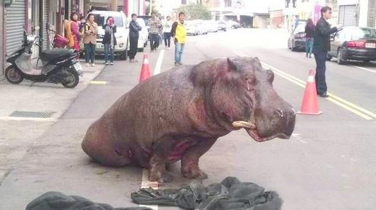 “摔车河马”今晨死亡-2次被摔引众网友牵挂2