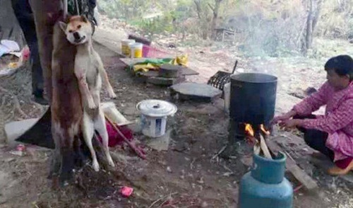 佛山当街烘烤活猫狗-如此屠杀令人愤怒不已6