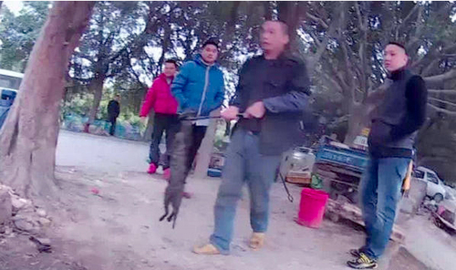 佛山当街烘烤活猫狗-如此屠杀令人愤怒不已5