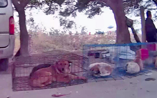 佛山当街烘烤活猫狗-如此屠杀令人愤怒不已3