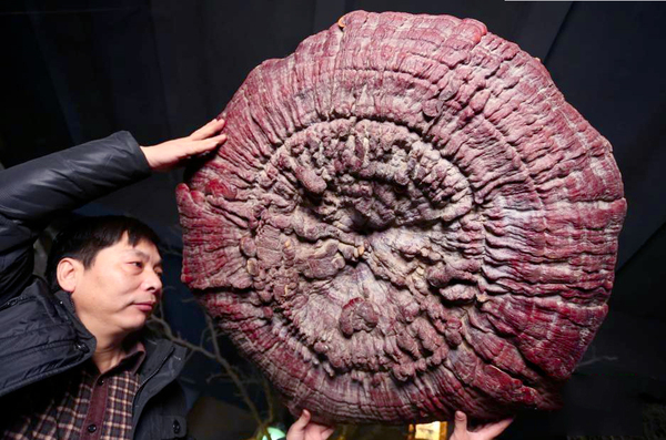郑州现巨型野生灵芝-生长年份超200年4