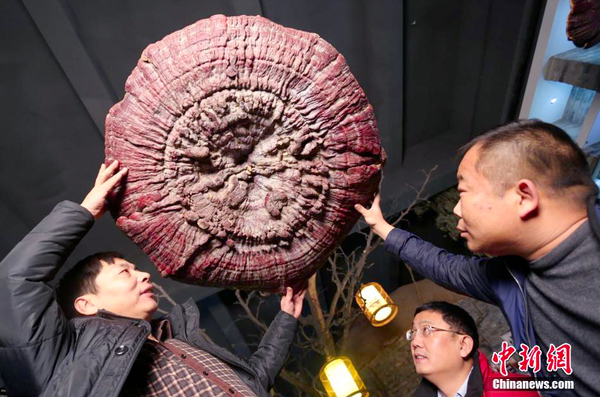 郑州现巨型野生灵芝-生长年份超200年2