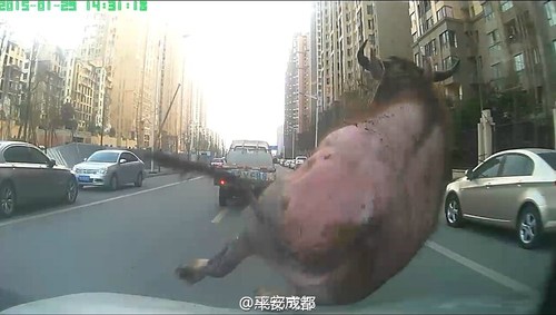 图为民警开车撞击这头水牛。