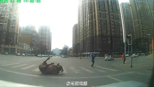 图为民警连开4枪后，水牛仍在挣扎。