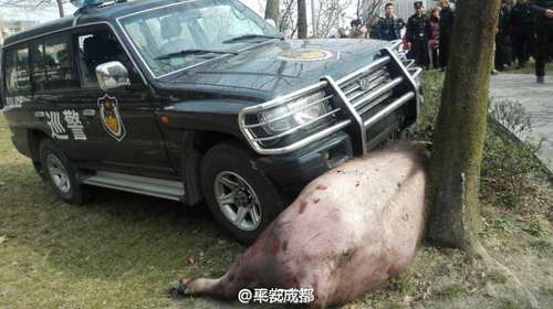 另一名民警开着越野车又连续撞了几下，用车死死将水牛抵在树上，水牛才被制服。