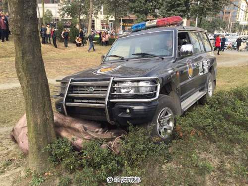 图为被抵在树上的水牛。