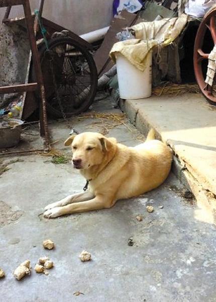 忠犬大黄(小姚供图)
