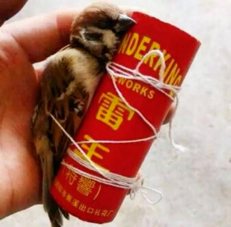 孩子打死麻雀将其绑鞭炮上燃放玩“愤怒小鸟”2