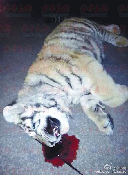 山东平度马路现死老虎调查