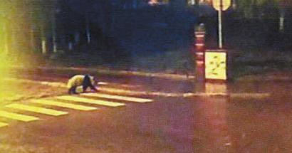 四川映秀镇现野生大熊猫深夜逛街2