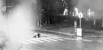 四川映秀镇现野生大熊猫深夜逛街3