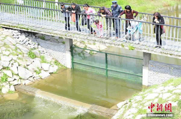 湖北宜昌现鲫鱼跳“龙门”奇观我要评论-2