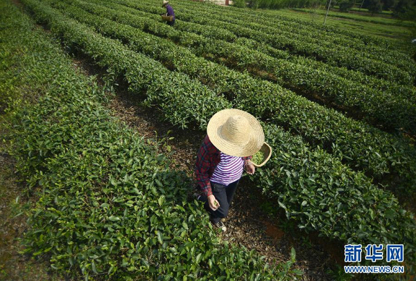 全国各产茶区迎来“明前茶”采摘高峰8
