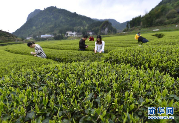 全国各产茶区迎来“明前茶”采摘高峰6