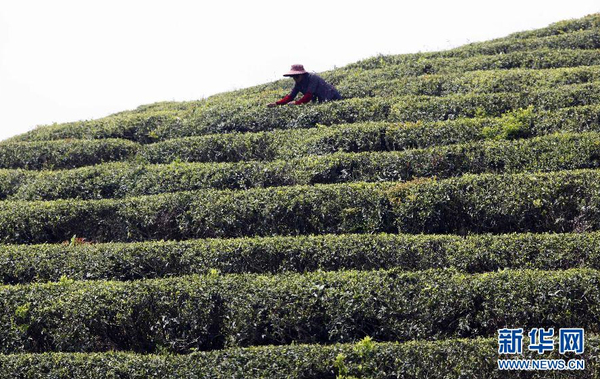 全国各产茶区迎来“明前茶”采摘高峰5