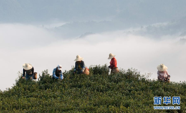 全国各产茶区迎来“明前茶”采摘高峰4