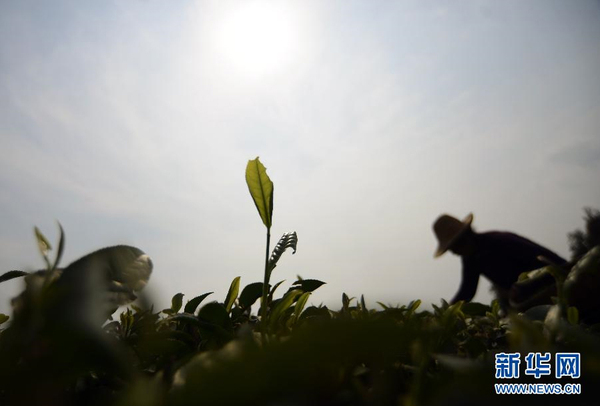 全国各产茶区迎来“明前茶”采摘高峰3