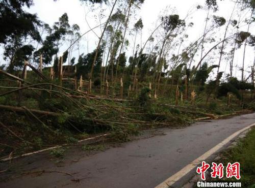 　广安市武胜县三溪、飞龙等乡镇境内遭受狂风雷电冰雹灾害大树被吹断。（王爵摄）