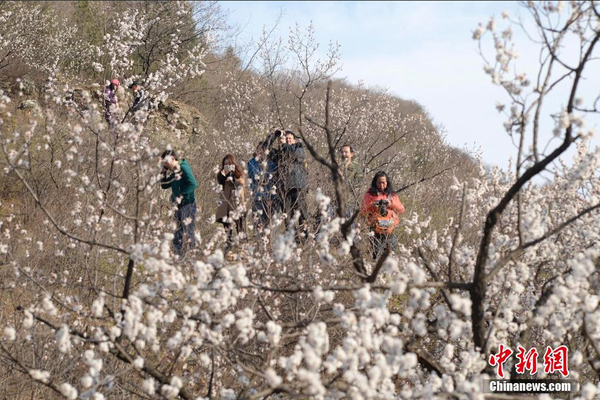 和谐号列车穿越居庸关花海 被赞开往春天的列车8