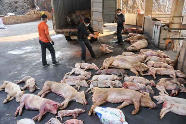 福建2000多吨病死猪肉流向餐桌-工人自己不敢吃2