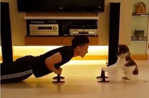 男子与萌犬
