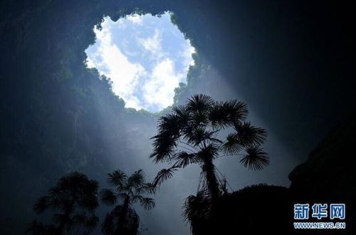 　5月19日，阳光照在锣圈岩天坑里的棕树上