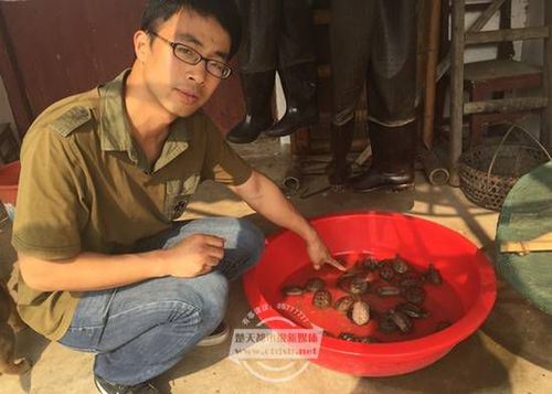 梁子湖大量乌龟爬上岸
