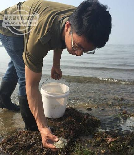 梁子湖大量乌龟爬上岸1