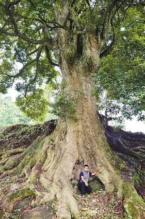22套房换8棵楠木村民断然拒绝3