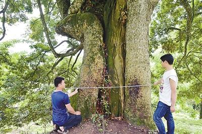 22套房换8棵楠木村民断然拒绝2