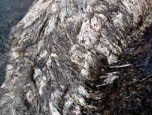 　　这种神秘生物具有皮毛以及类似鱼的尾巴。（网页截图）