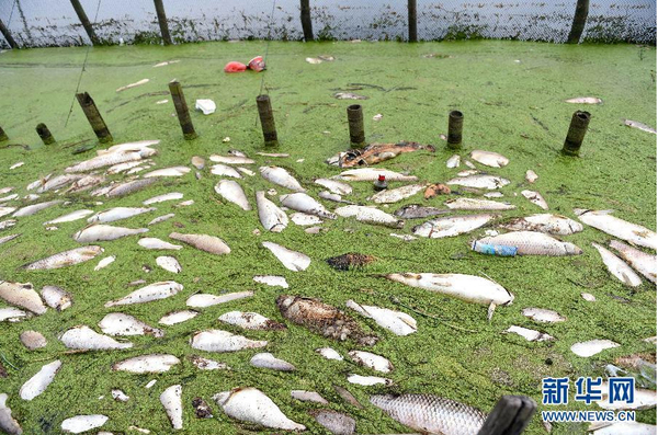 九万亩水域成“酱油湖”-死鱼漂满湖面4