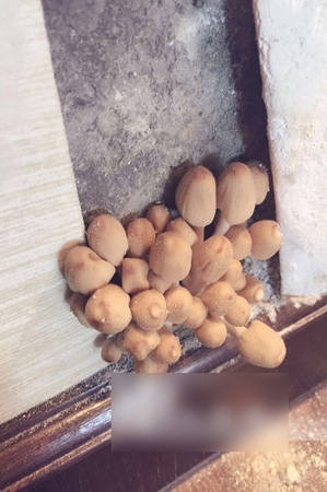 业主购百万精装新房-剪开壁纸长满蘑菇2