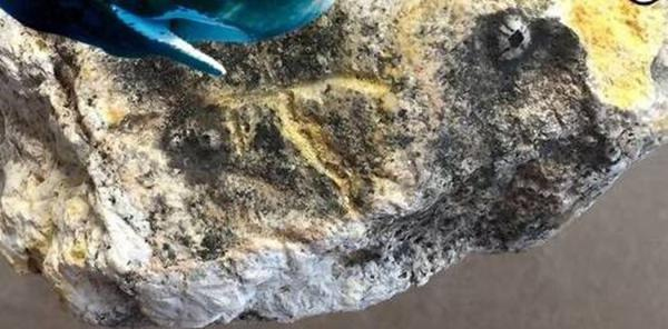 海边遛狗发现珍宝-系在海上漂浮数十年的龙涎香2