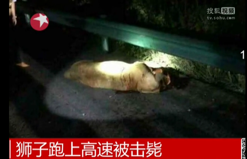 狮子跑上高速被击毙