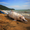 一只中华白海豚在深圳海滩搁浅死亡