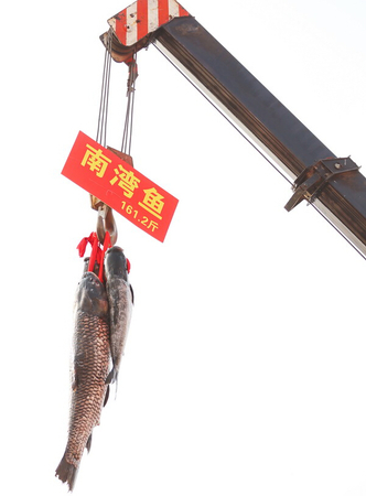 郑州鱼王熬汤6