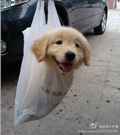 所以，以后这样可以坐火车吗？