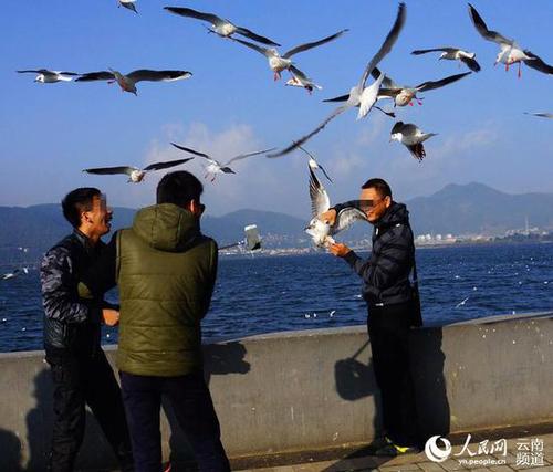 　挣扎的海鸥