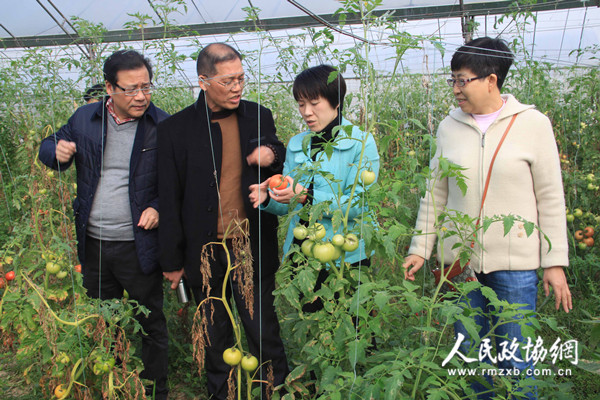 江西于都县政协调研蔬菜产业发展